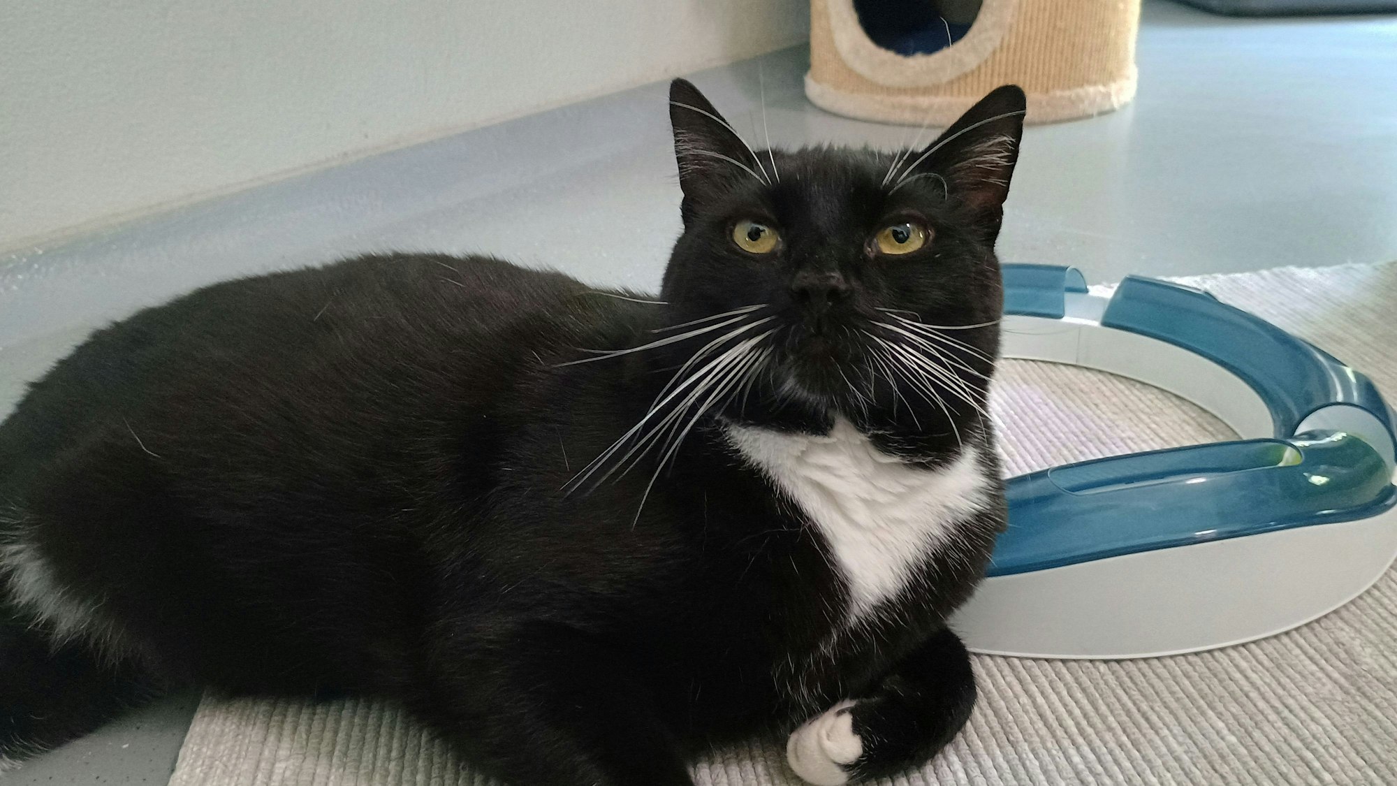 Das Bild zeigt einen Kater in der Obhut des Tierheims in Bergheim.