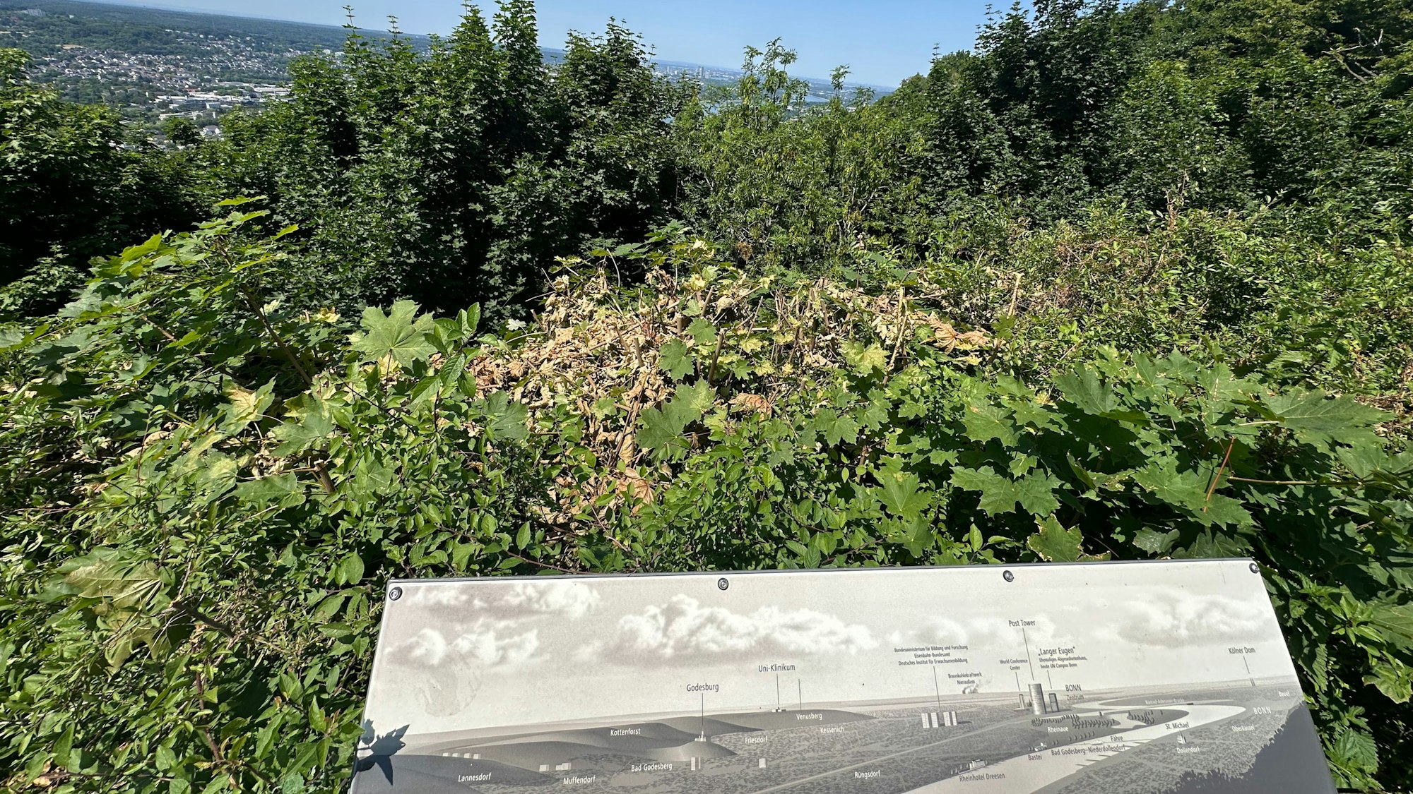 Wichtige Sichtachsen auf dem Drachenfels sind zugewachsen. Hier ist der Blick vom Besucherplateau aus in Richtung Bonn und Köln.