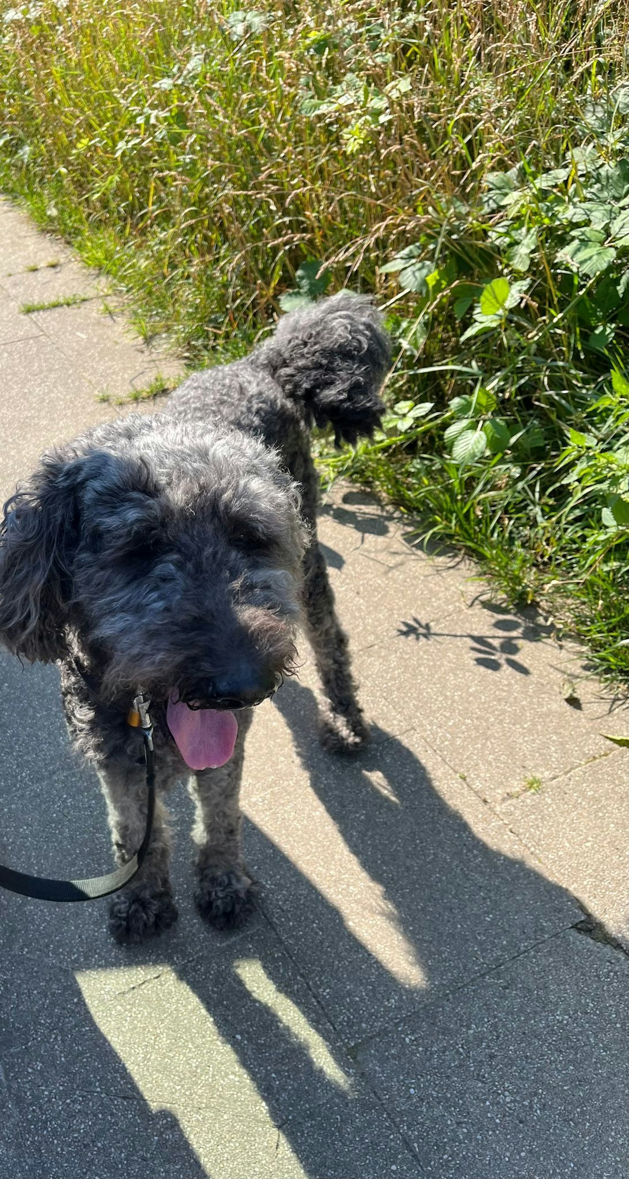 Der Hund wurde von der Polizei aus einem überhitzten Auto gerettet.