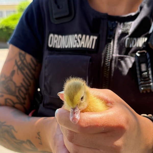 Zu sehen ist das Küken, in den Händen seiner Retterin.