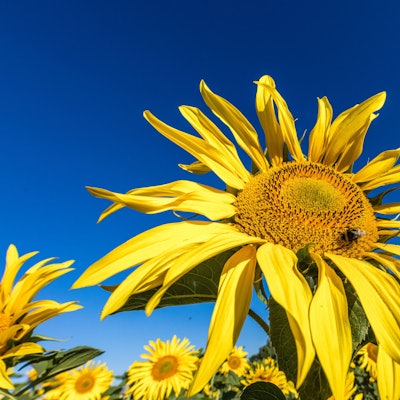 Ist die Idylle in Gefahr? Die EU-Kommission will die nächste Etappe für das Ziel Klimaneutralität festlegen.