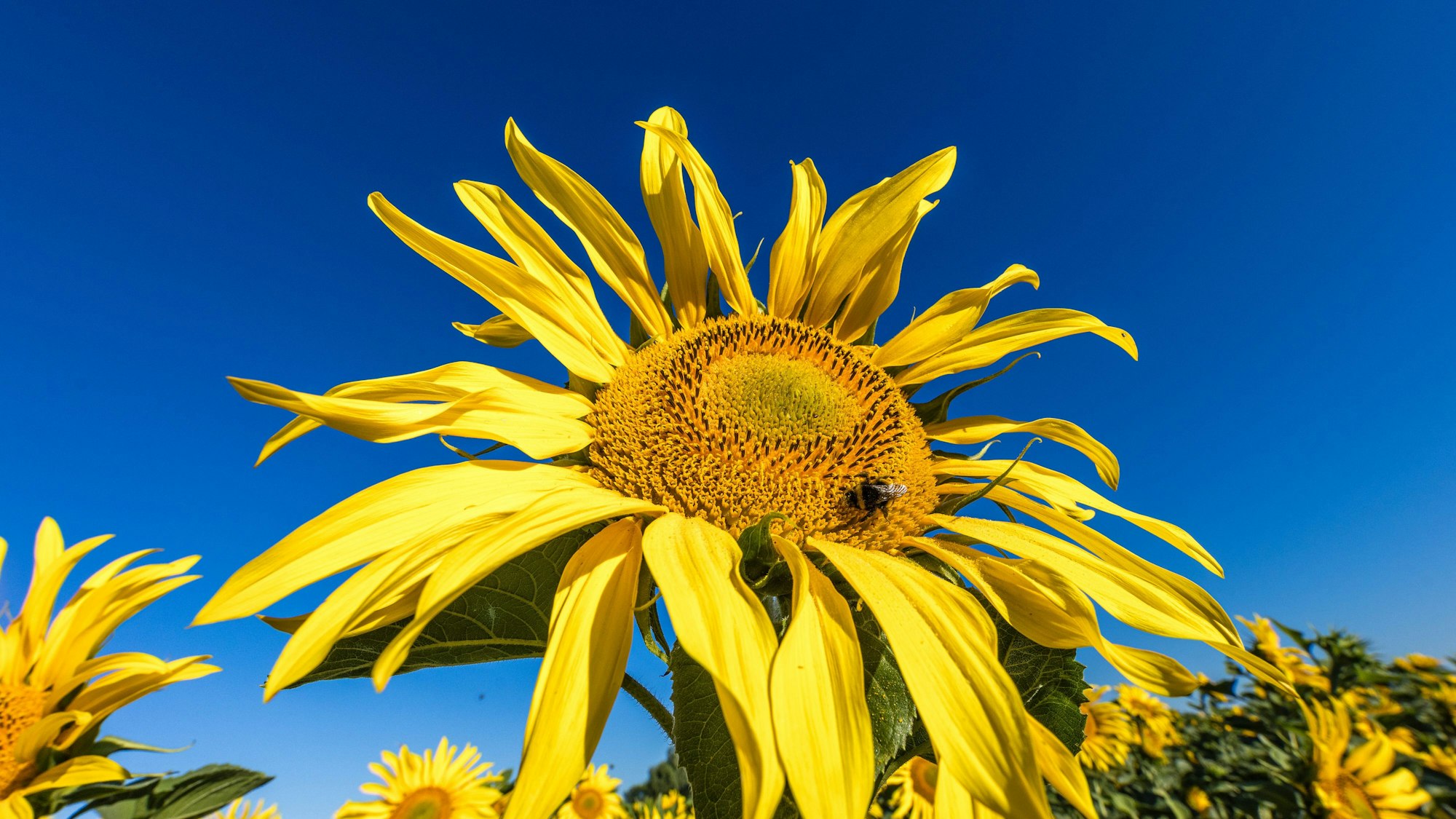 Ist die Idylle in Gefahr? Die EU-Kommission will die nächste Etappe für das Ziel Klimaneutralität festlegen.