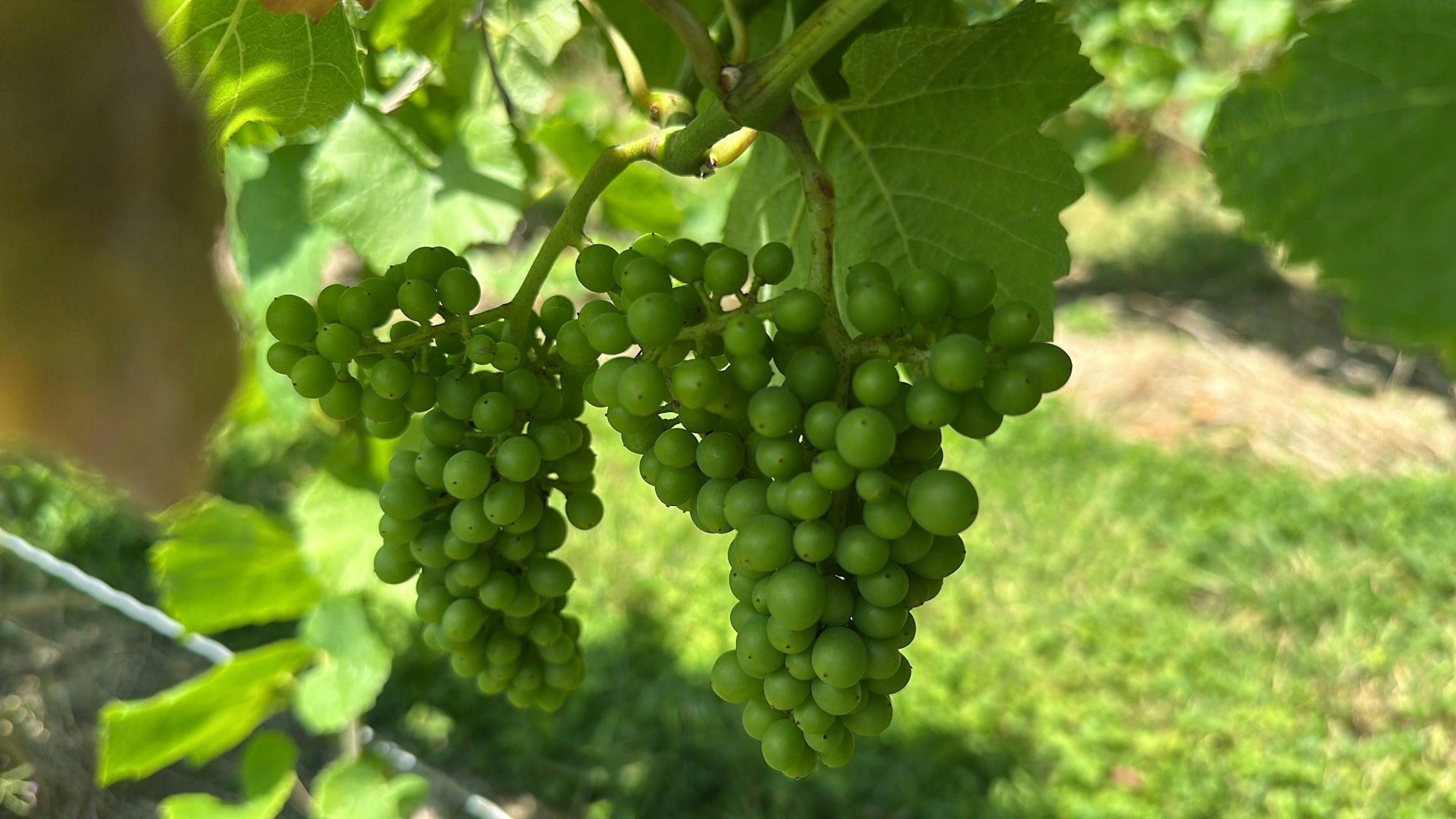 Die Weintrauben an den Hängen des Siebengebirges sind Anfang Juli so groß wie Erbsen.
