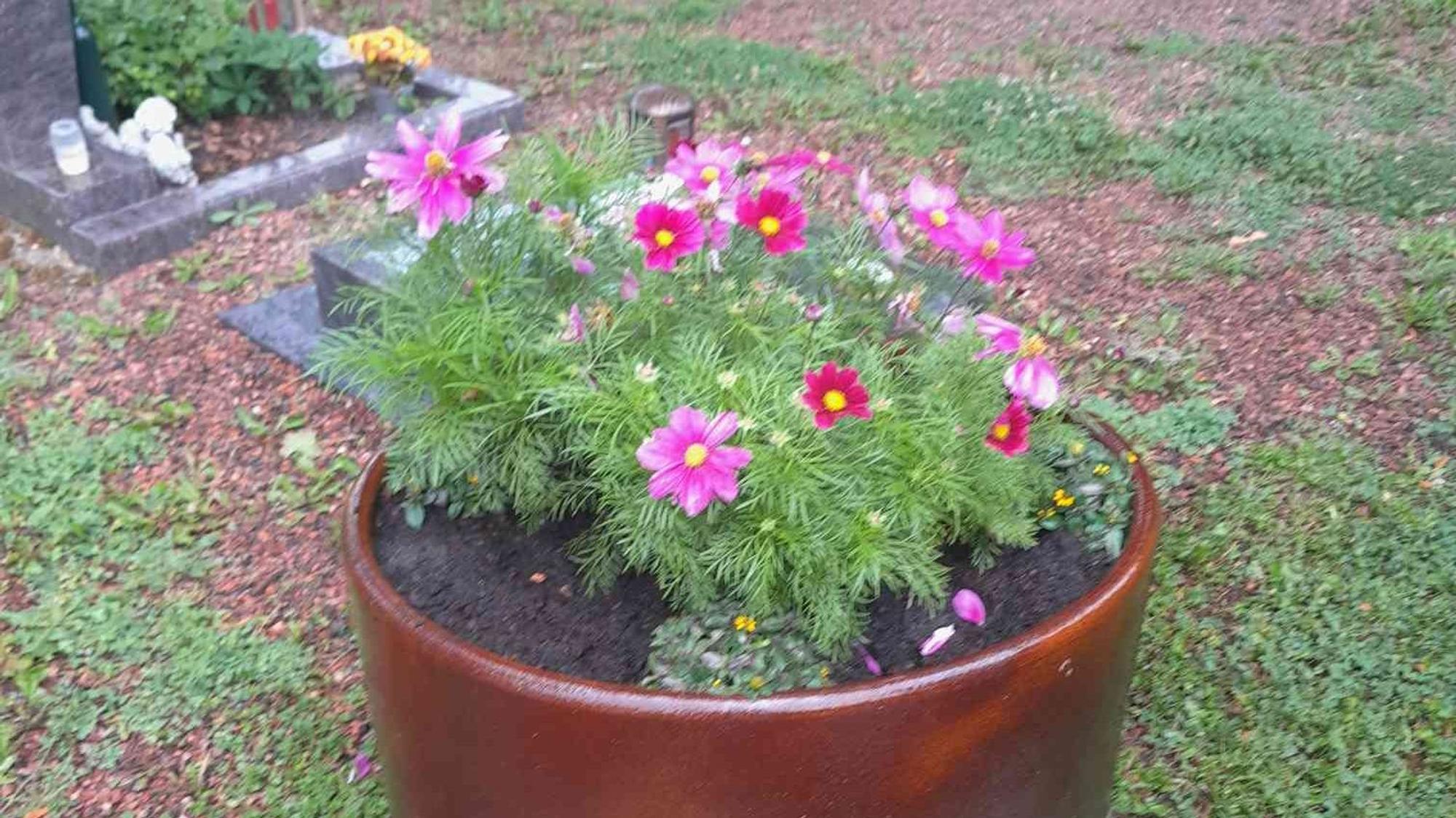 Auf dem Bild ist ein bepflanzter Blumenkübel auf einem Friedhof zu sehen.