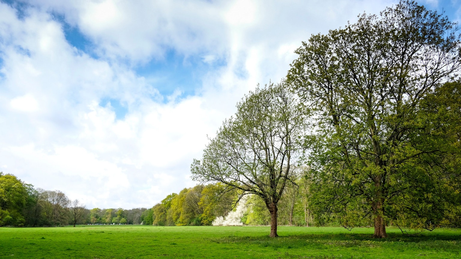 Heiß umstritten: die Gleueler Wiese.