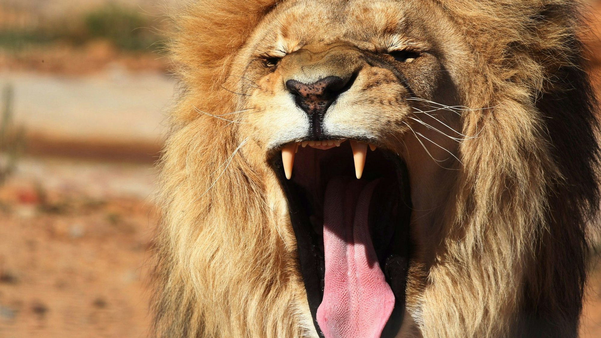 Ein Löwe war aus seinem Käfig in Antalya ausgebrochen. (Symbolbild)