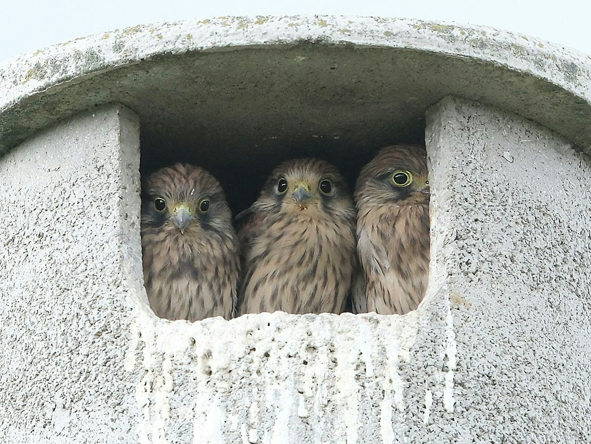Drei junge Turmfalken schauen aus ihrem Nistkasten.
