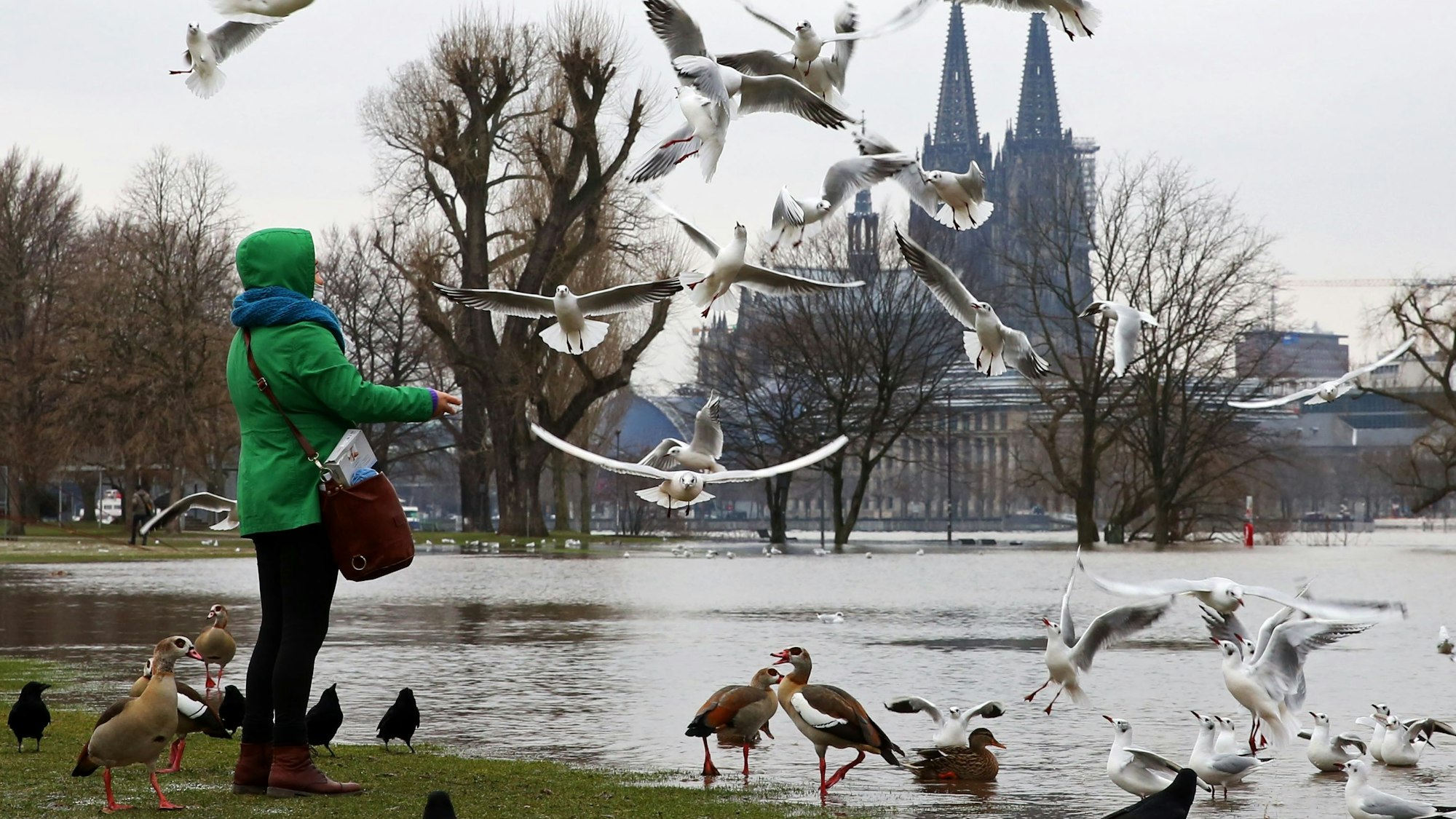 Eine Frau füttert Gänse und Möwen am Rheinufer, im Hintergrund der Kölner Dom.