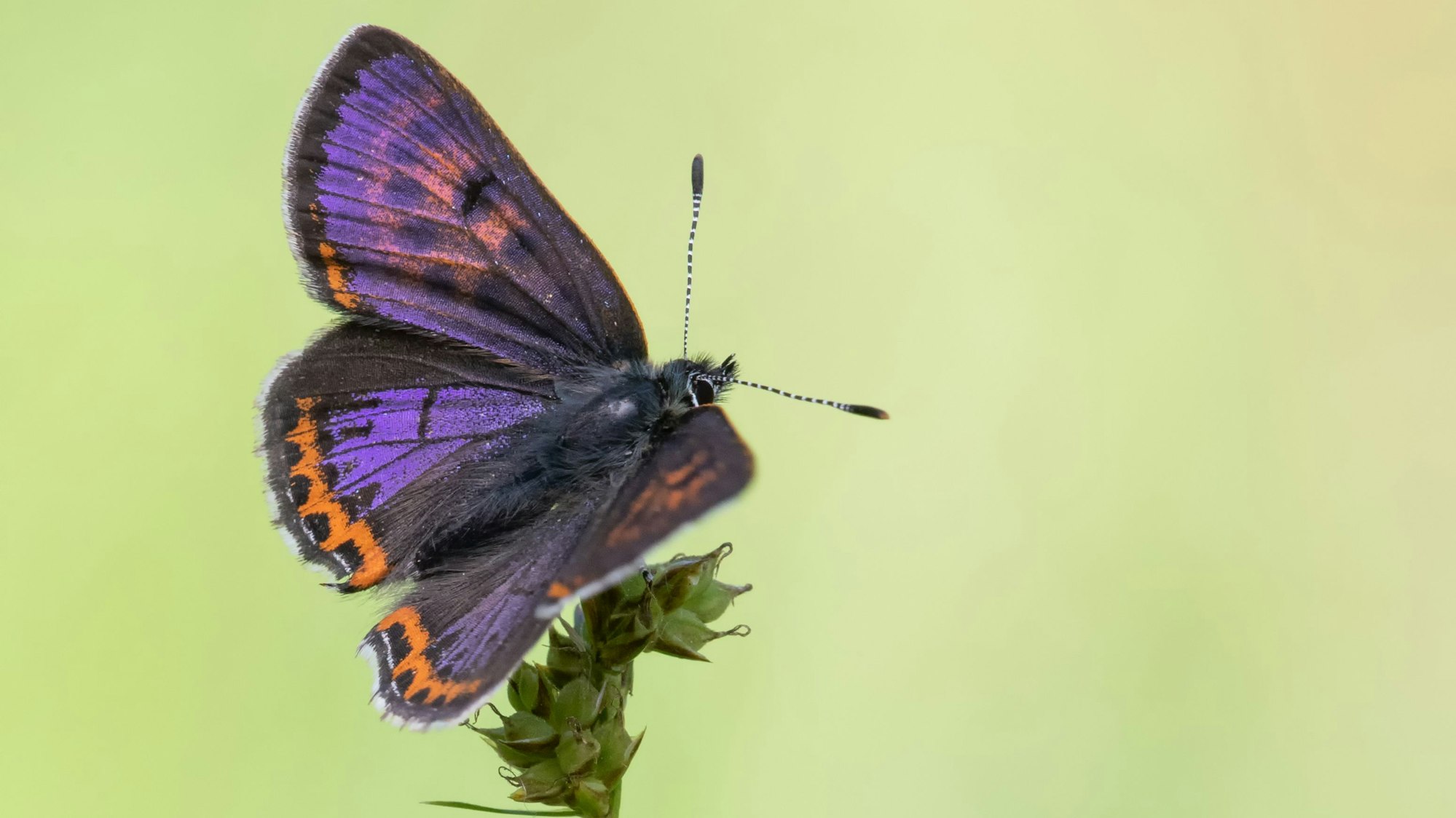 Der Schmetterling der Art „Blauschillernde Feuerfalter“ sitzt auf einer Pflanze.