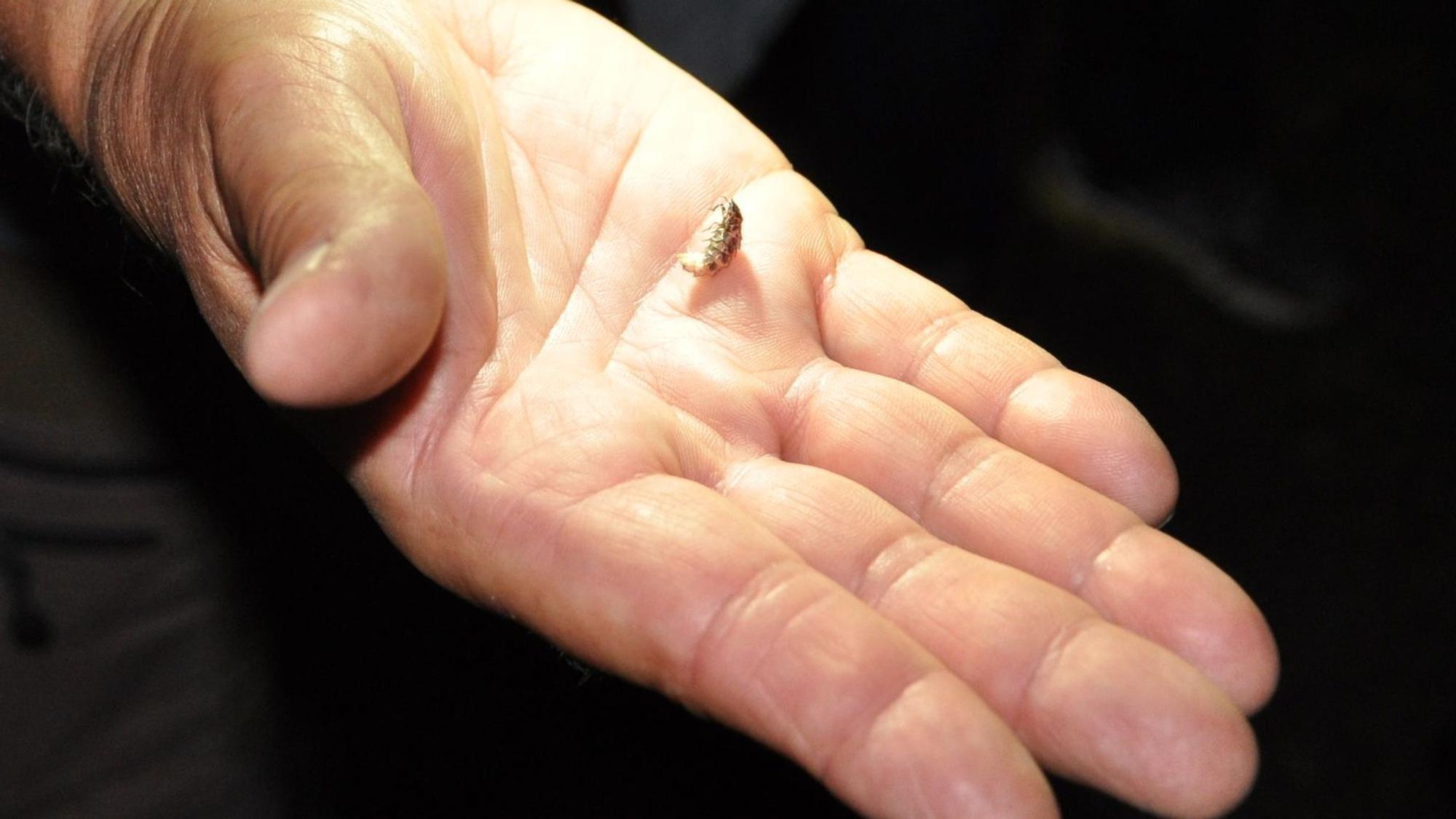 Auf dem Bild ist ein Glühwürmchen auf einer Hand-Innenfläche zu sehen.