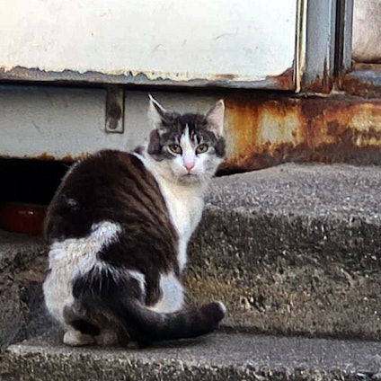 Mindestens 150 Katzen leben auf dem Großmarktgelände in Raderberg, die Dunkelziffer liegt wahrscheinlich wesentlich höher.