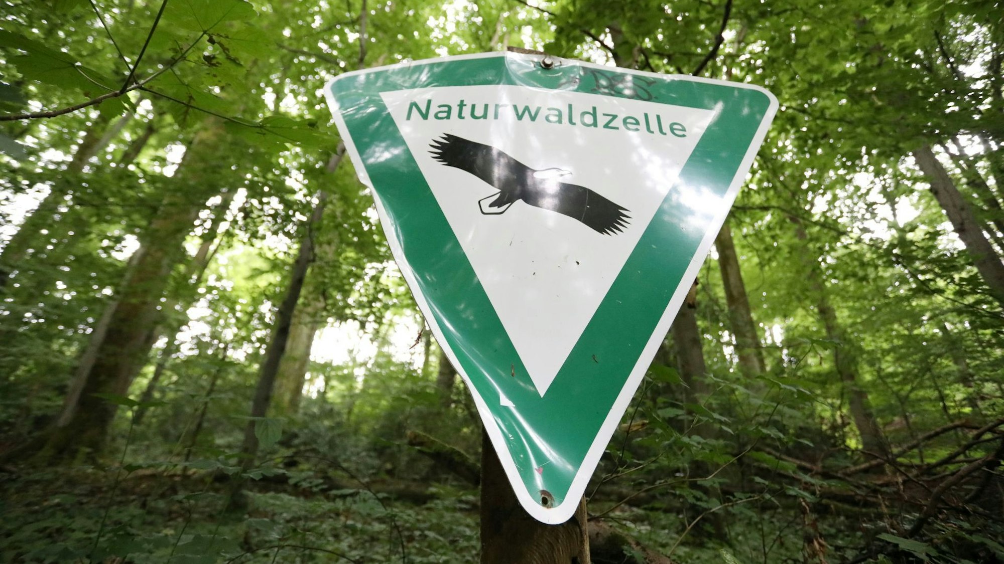 Ein Schild mit der Aufschrift Naturwaldzelle, im Hintergrund ein Hang voller Buchen und Eichen.