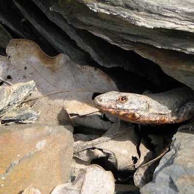 Eine Mauereidechse schaut unter einem Stein hervor.
