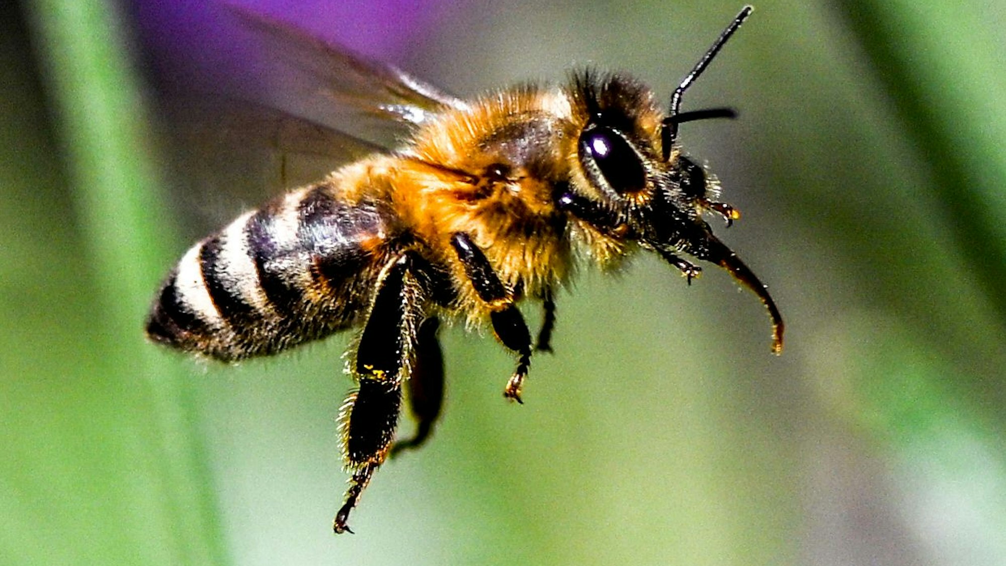 Eigentlich ein friedliebendes Tier: Die Biene. In Frankreich traten Tausende Bienen hochaggressiv auf.