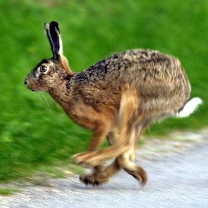 Ein Feldhase flitzt über einen Gehweg im Stuttgarter Rosensteinpark.