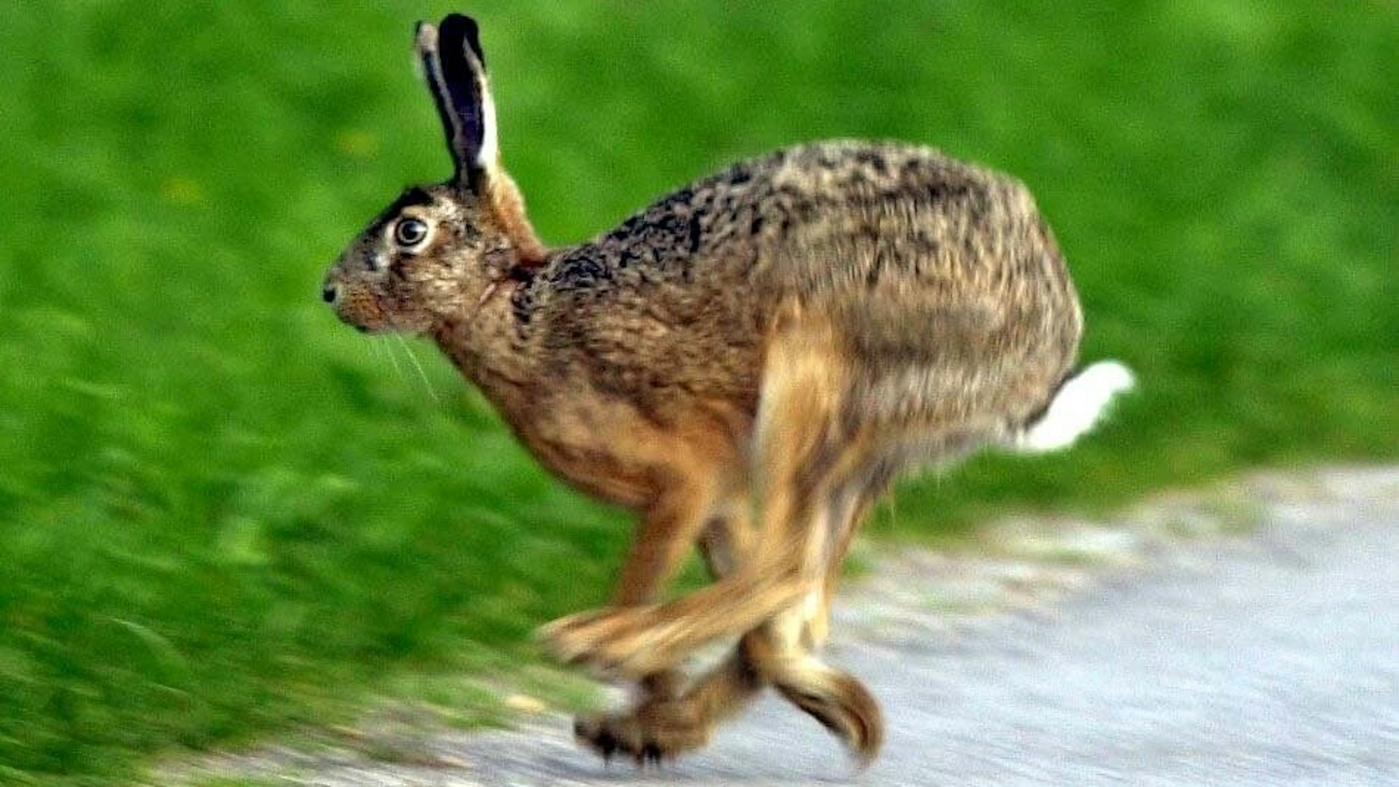 Ein Feldhase flitzt über einen Gehweg im Stuttgarter Rosensteinpark.