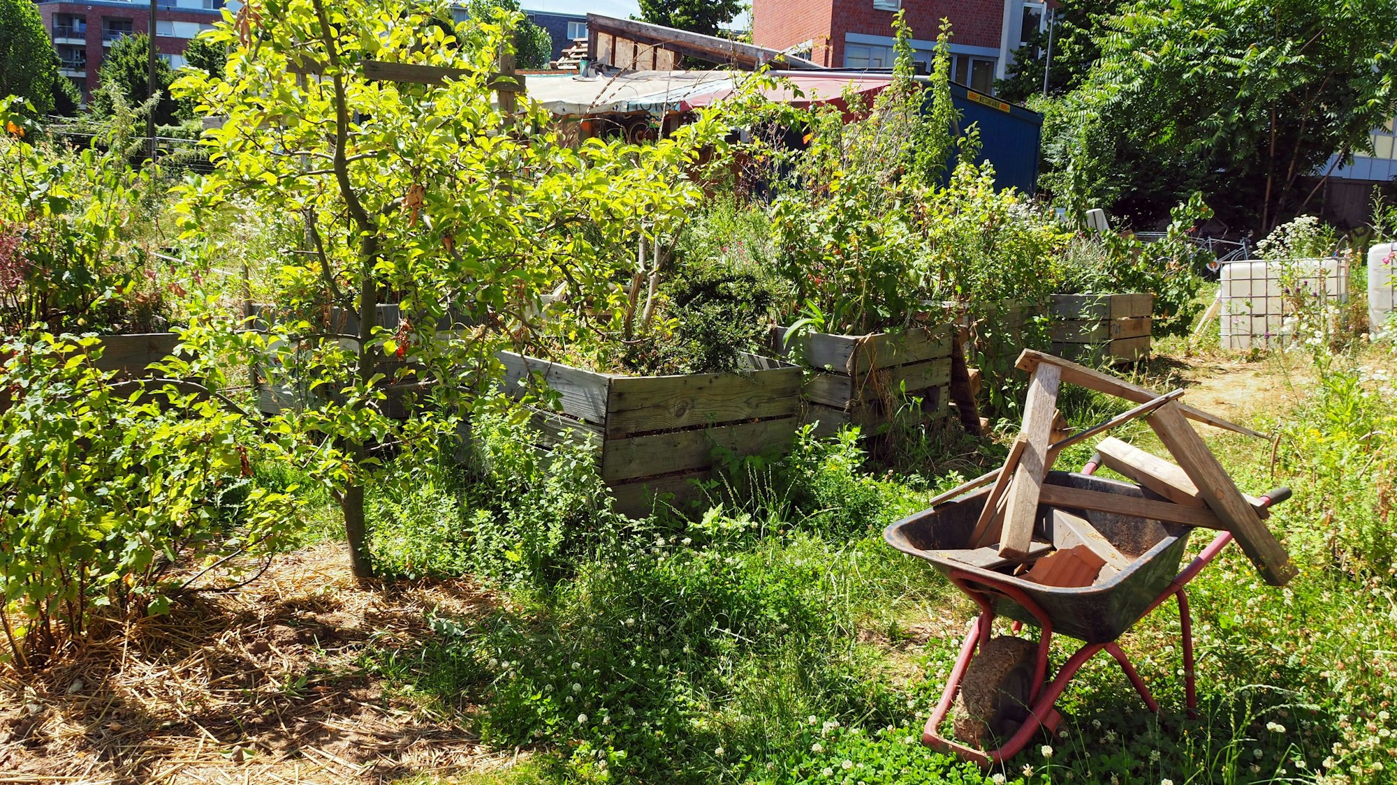 Einige Pflanzen stehen noch in Kisten, sie werden nach und nach in die Erde gesetzt.