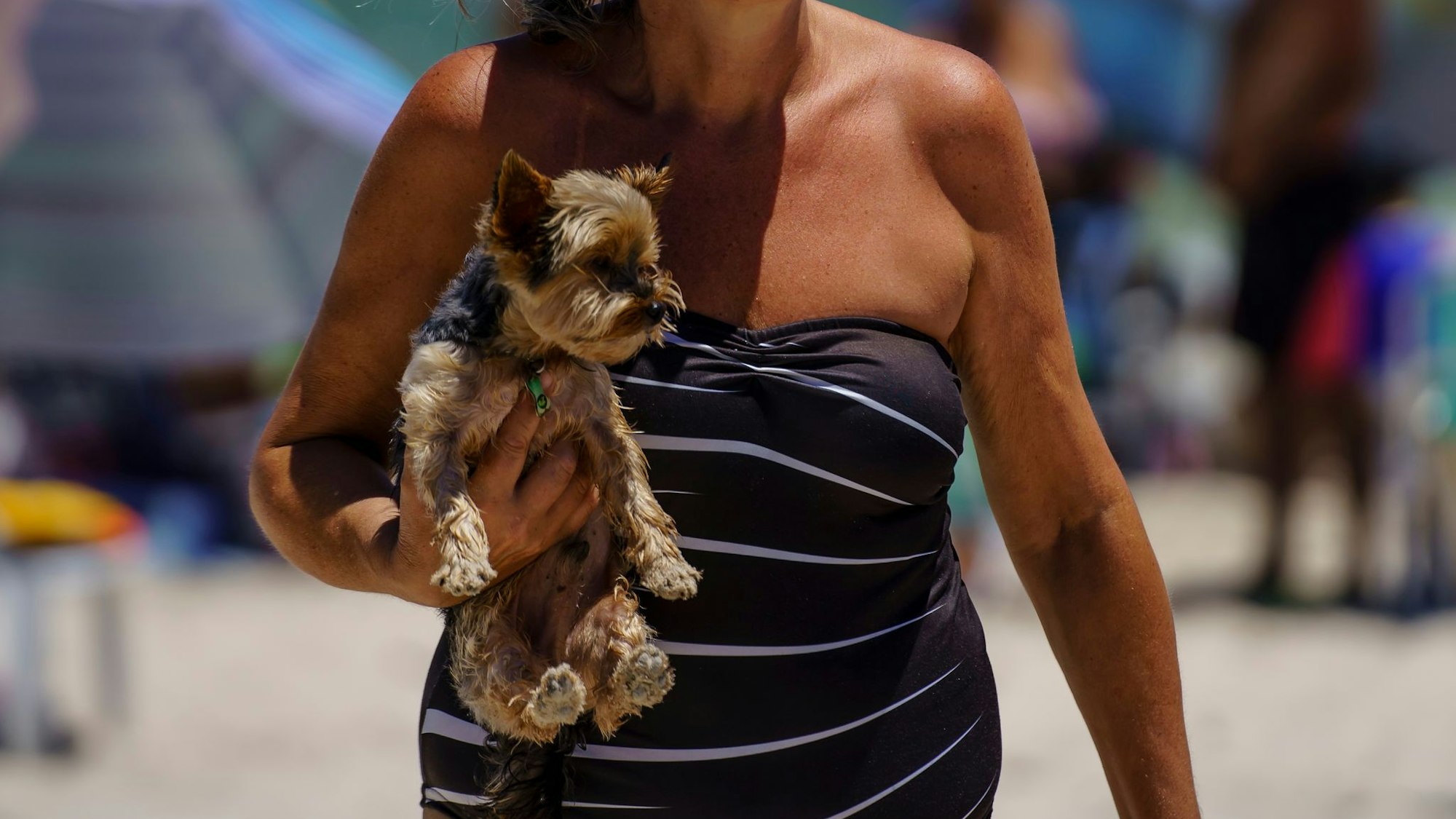 Hunde können meist gut mit in den Urlaub genommen werden, wenn die Unterkunft tierfreundlich ist.