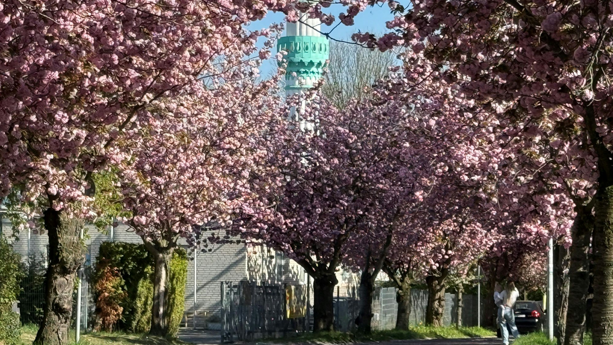 Beliebtes Motiv sind die Kirschblüten in Niederkassel an der Premnitzer Straße.