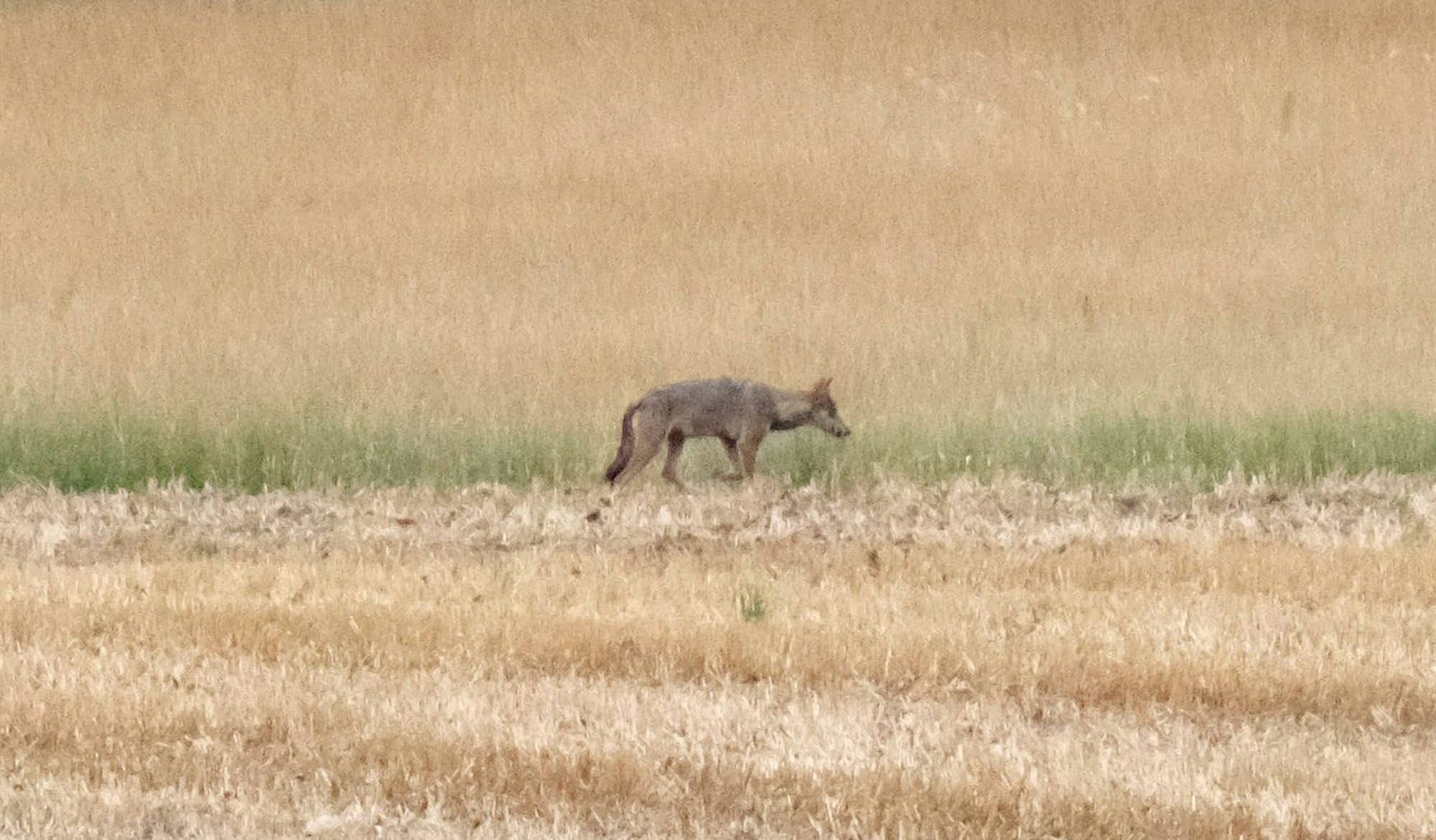Ein junger Wolf ist auf einem abgeernteten Feld in Nordsachsen unterwegs.