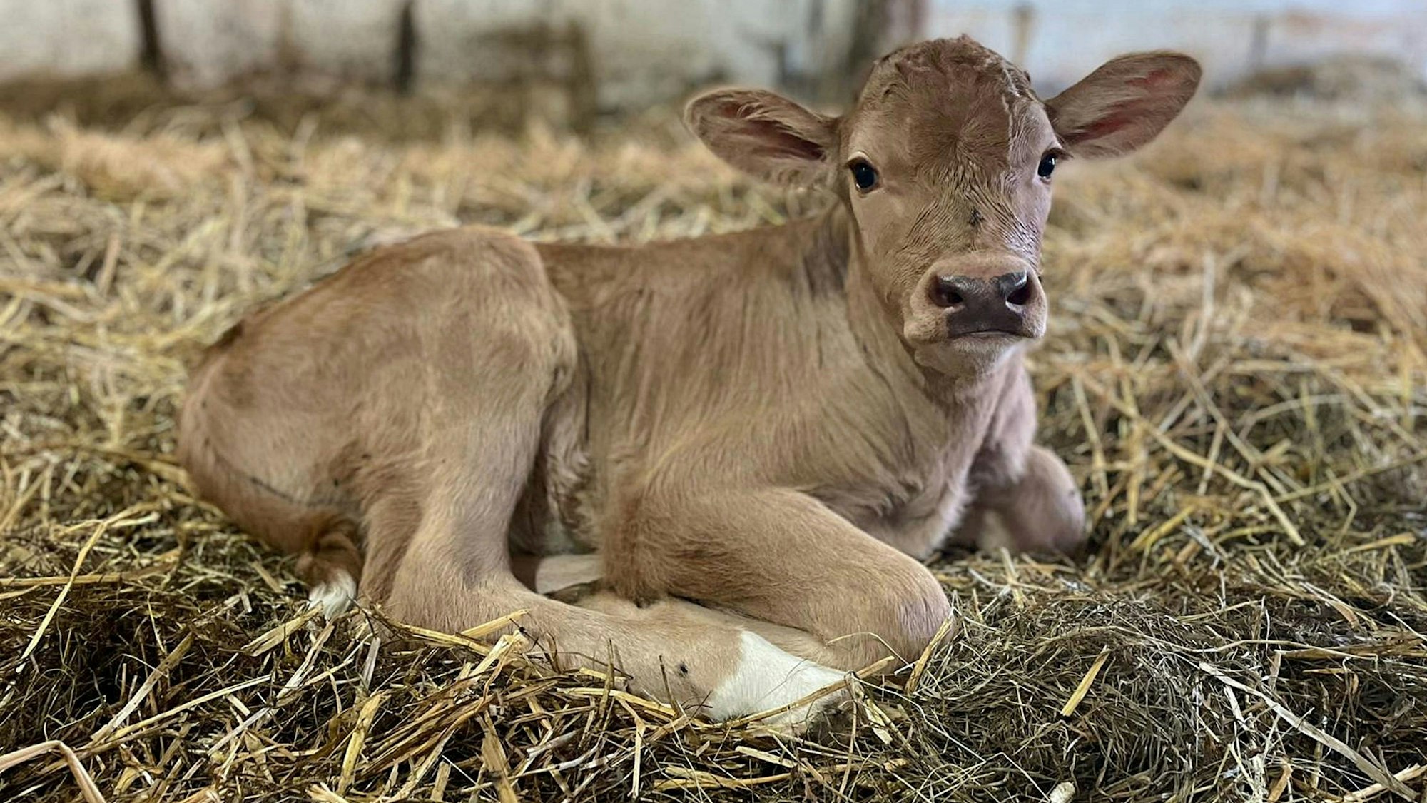 Am 3. Juli wurde auf dem Lebenshof ‚Wilde Hilde‘ von Kuh Astrid das Kälbchen Ludwig geboren. Um Ludwig wird sich der Hof weiter kümmern.