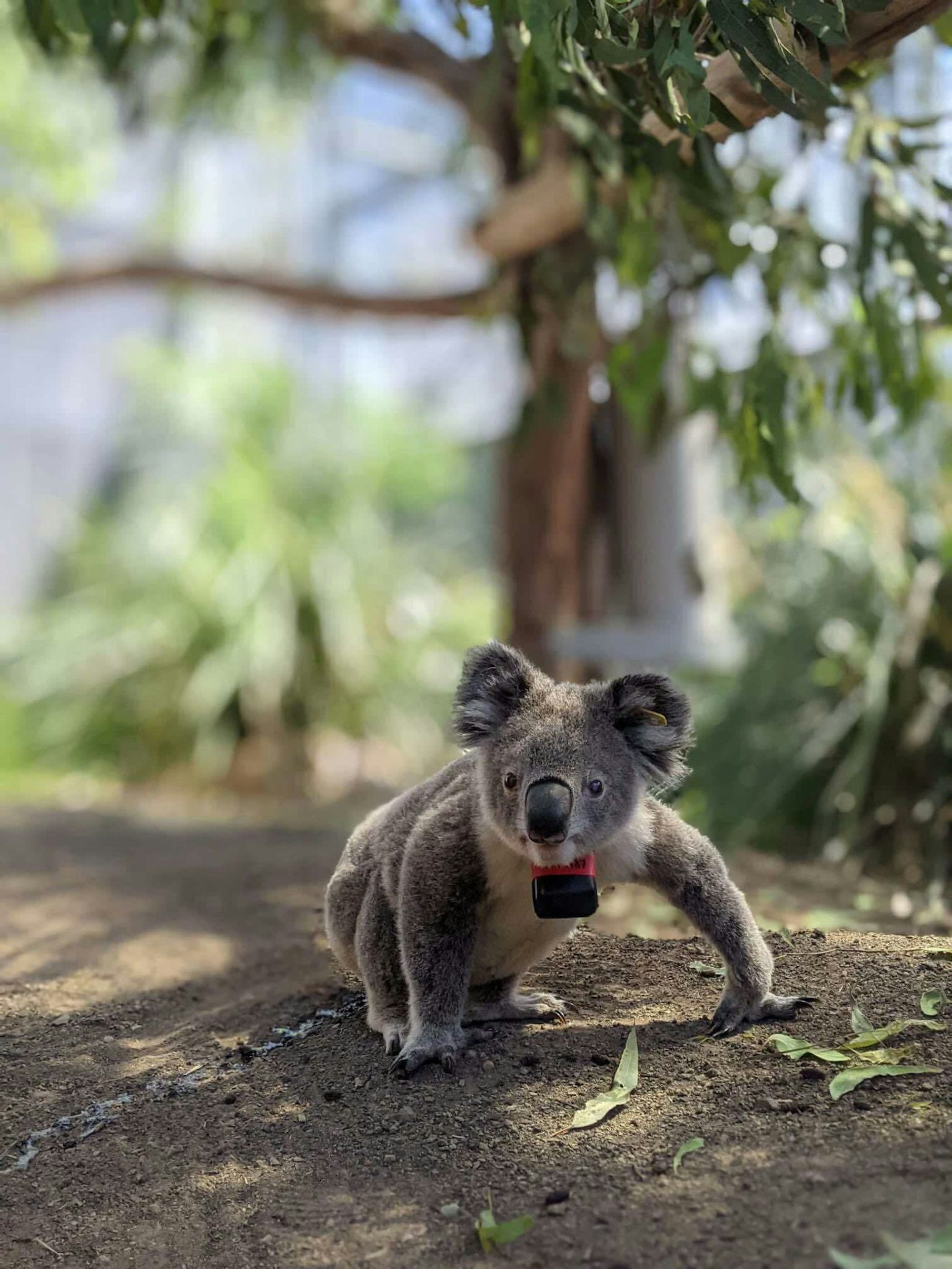 Koalas sind bedroht - etwa durch die Rodung von Bäumen, wie eine Studie nun herausfand.