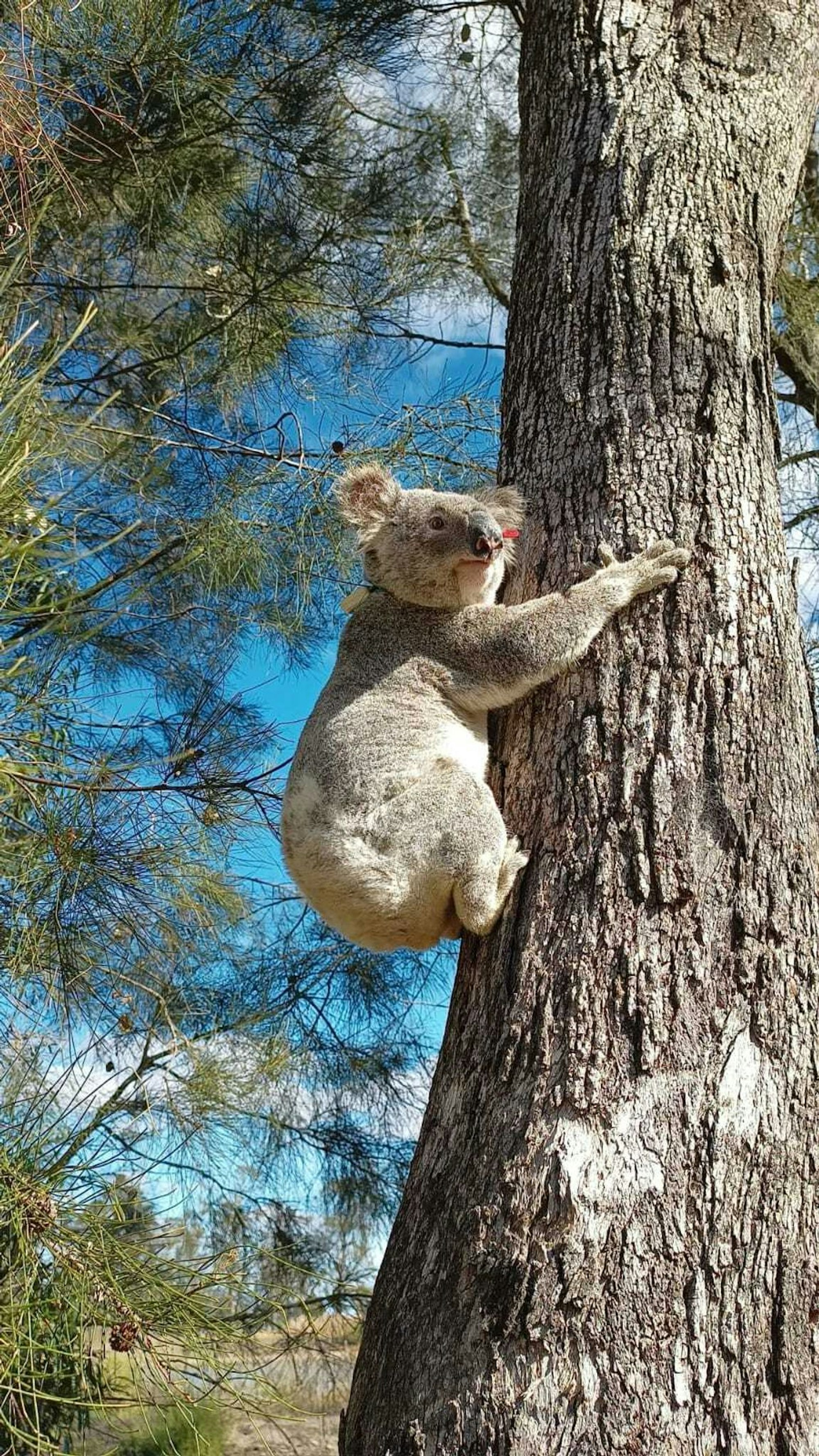 Für Koalas die sicherere Variante: Klettern an Bäumen.