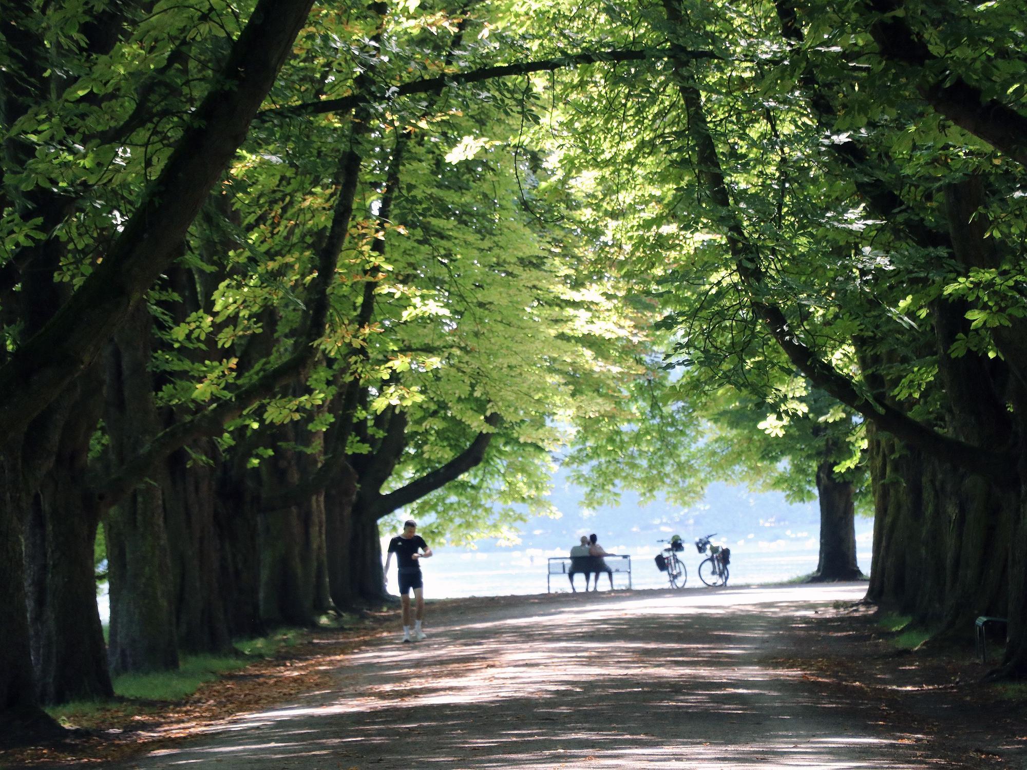 Auf dem Bild ist ein Weg durch den Stadtwald, im Hintergrund ein Weiher zu sehen.