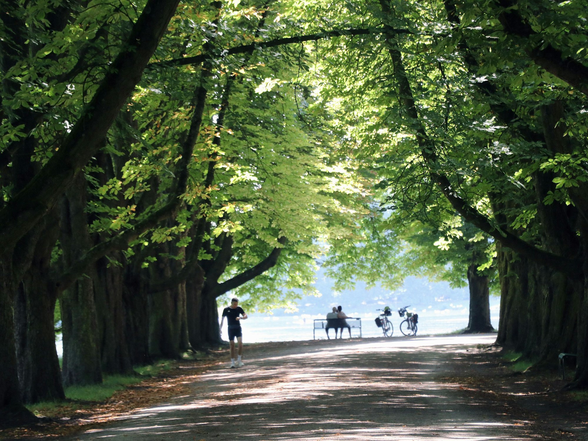 Auf dem Bild ist ein Weg durch den Stadtwald, im Hintergrund ein Weiher zu sehen.