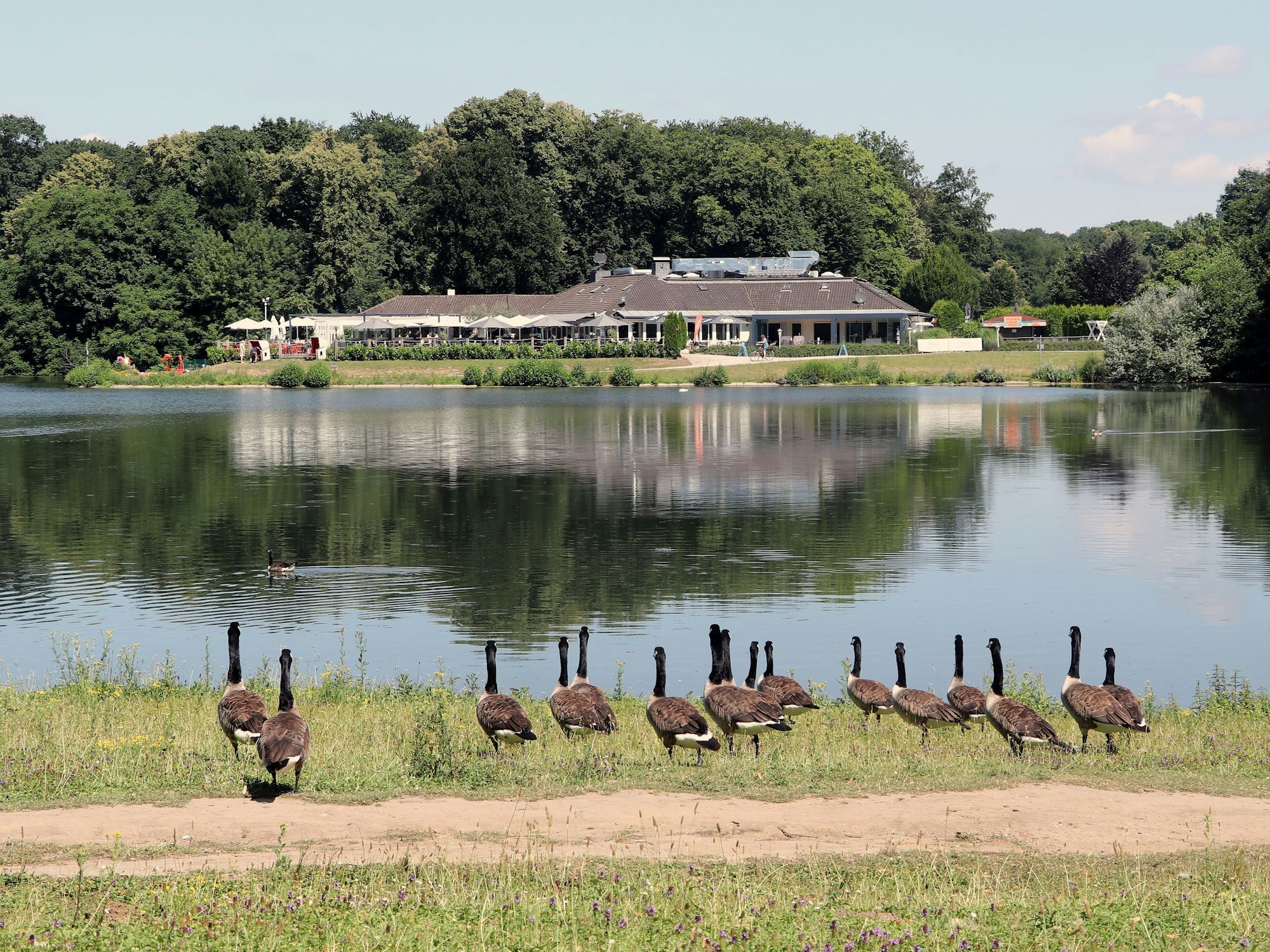 Auf dem Bild ist ein Restaurant am See zu sehen, im Vordergrund stehen Wildgänse.
