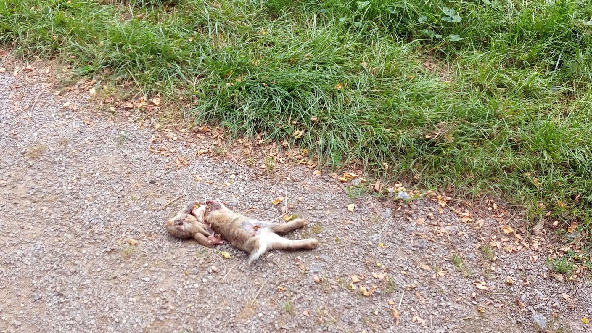 Ein totes Kaninchen im Rosenzweigpark in Zollstock.