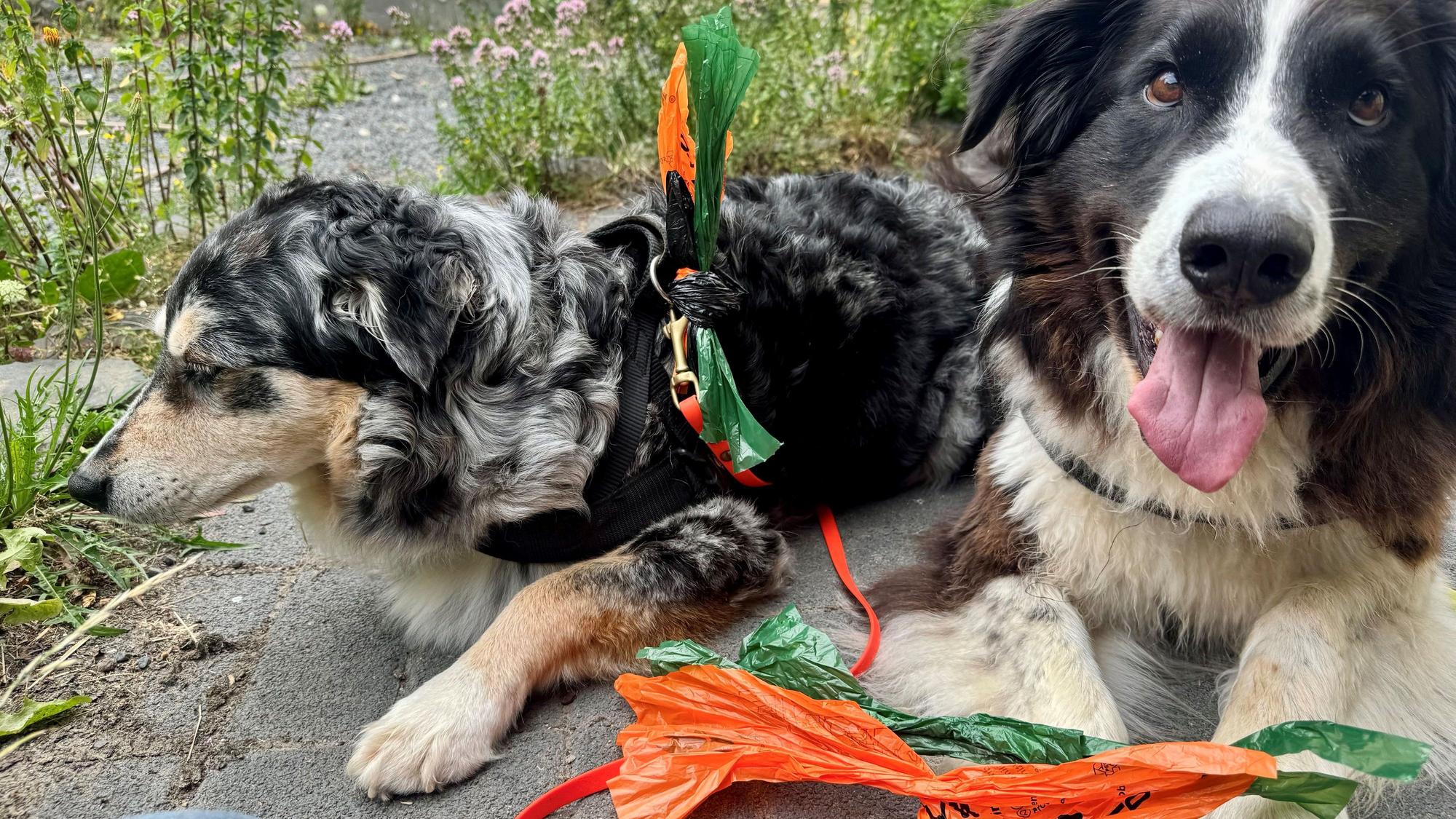 Wohl erzogene Hunde haben die Hundekottütchen immer dabei.