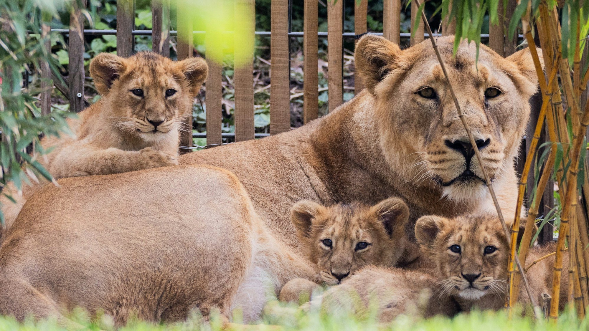 Eine Löwin liegt zusammen mit drei Jungtieren im Außengelände des Kölner Zoos.