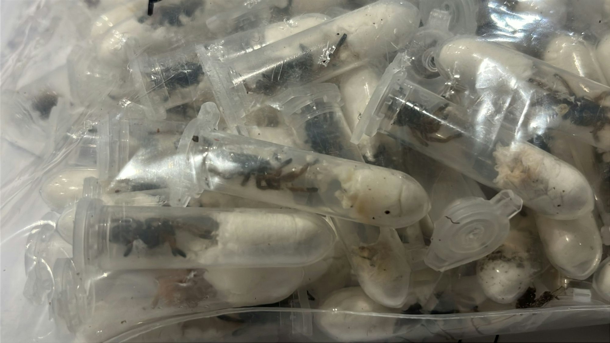 Der Zoll hat in Köln rund 1.500 kleine Plastikbehälter mit Vogelspinnen in einer Lieferung gefunden. (Handout)