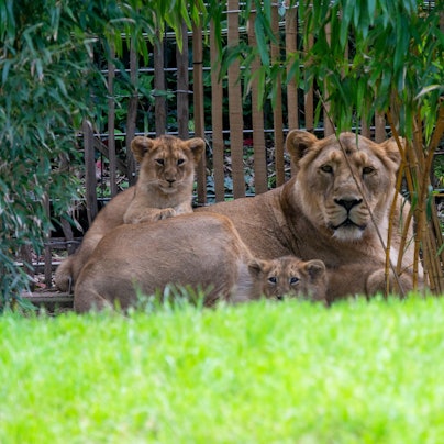 Sich den älteren Jungtieren gewidmet: Das Foto zeigt die Asiatische Löwin „Gina“ mit ihrem Wurf von 2024.