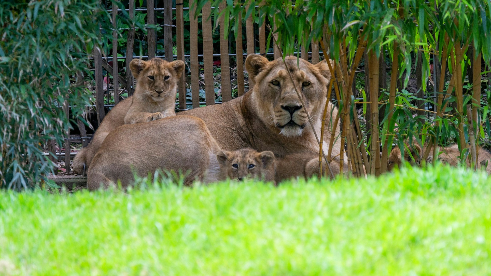 Sich den älteren Jungtieren gewidmet: Das Foto zeigt die Asiatische Löwin „Gina“ mit ihrem Wurf von 2024.