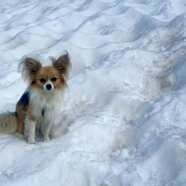 Eine 44-Jährige soll ihren Chihuahua verhungern haben lassen. Der als Zeuge geladene Tierarzt zeugte sich erschüttert. Symbolfoto.