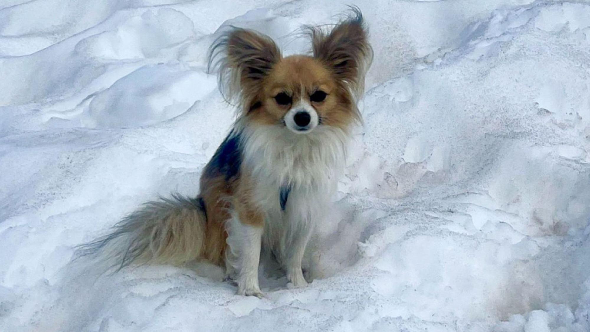Eine 44-Jährige soll ihren Chihuahua verhungern haben lassen. Der als Zeuge geladene Tierarzt zeugte sich erschüttert. Symbolfoto.