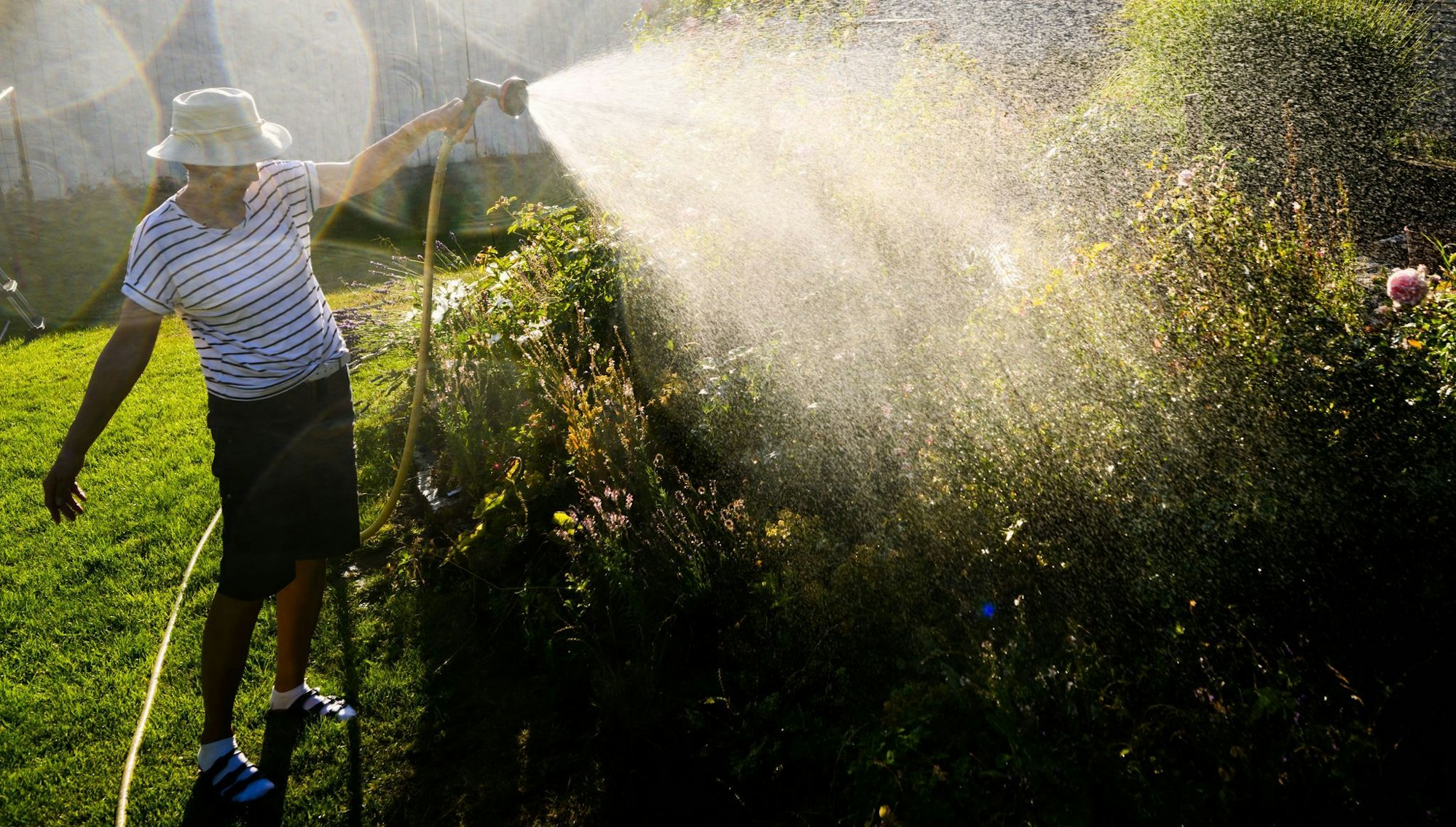 Besser Grauwasser nutzen: Wer seine Pflanzen im Garten gießt, verbraucht sonst im Sommer viel Trinkwasser.