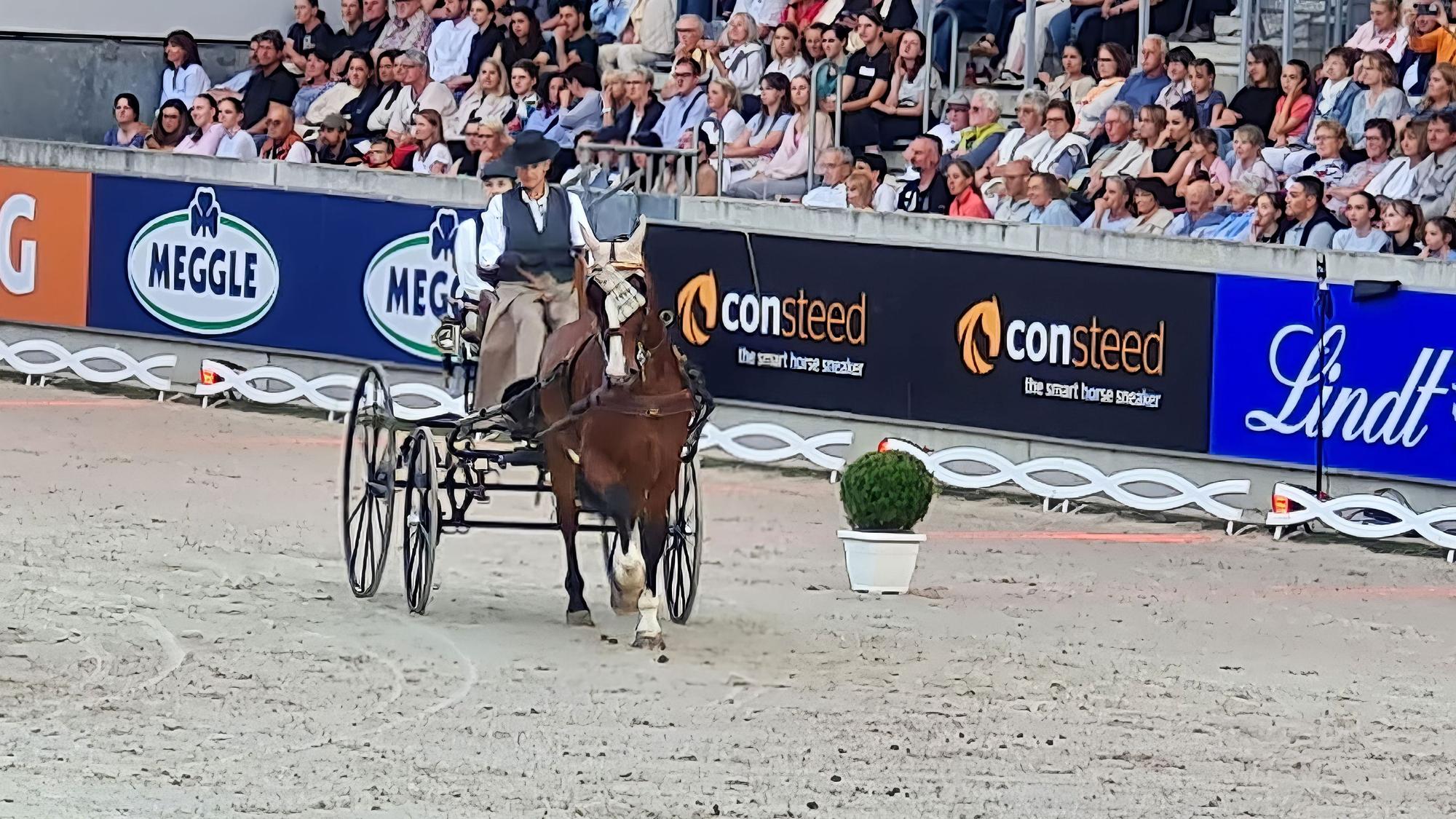 Dorit Santama fährt eine Kutsche, die ihr Pferd Winsor zieht.