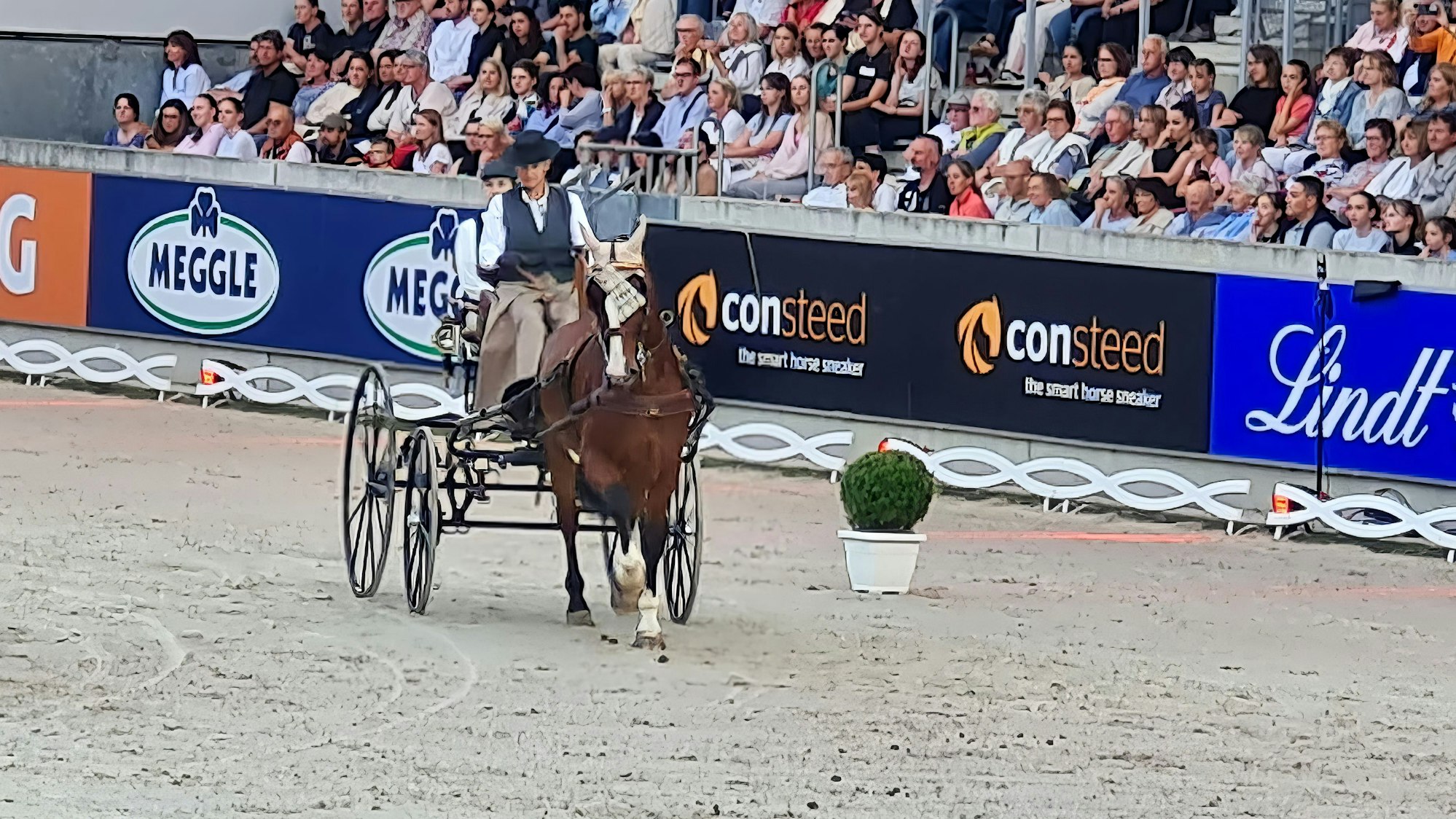 Dorit Santama fährt eine Kutsche, die ihr Pferd Winsor zieht.