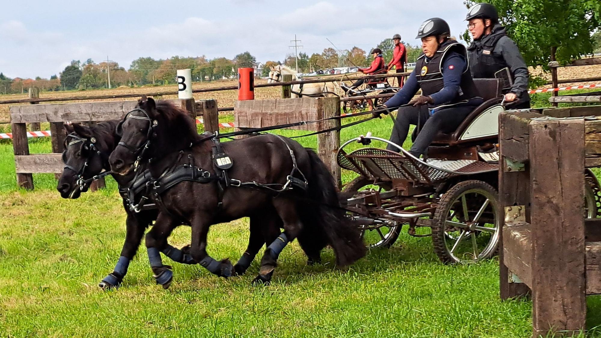 Zwei Ponys ziehen eine Kutsche, in der zwei Personen sitzen.