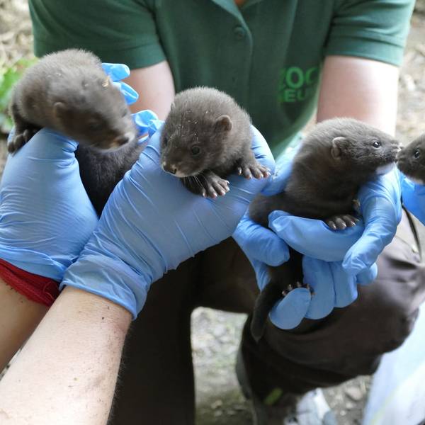 Sehr selten ist Nachwuchs bei den Europäische Nerzen, einer vom Aussterben bedrohten Tierart. Im Zoo Neuwied kamen jetzt vier Babys zur Welt.