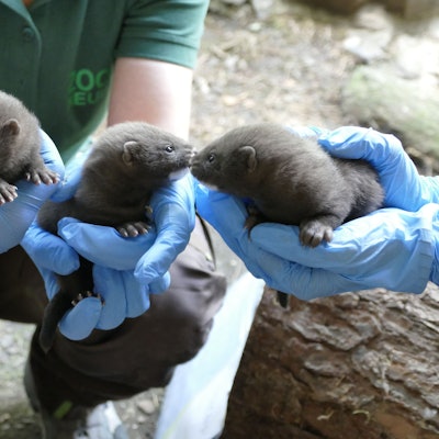 Sehr selten ist Nachwuchs bei den Europäische Nerzen, einer vom Aussterben bedrohten Tierart. Im Zoo Neuwied kamen jetzt vier Babys zur Welt.