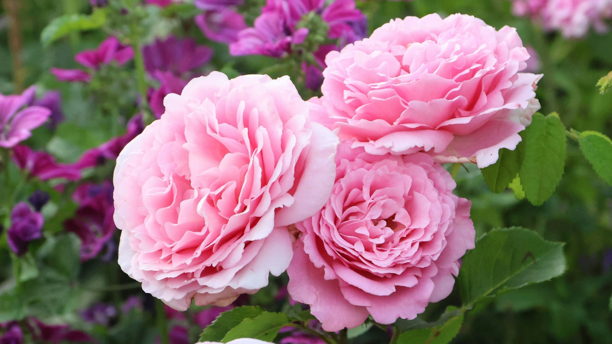 Eine Rose im Garten.