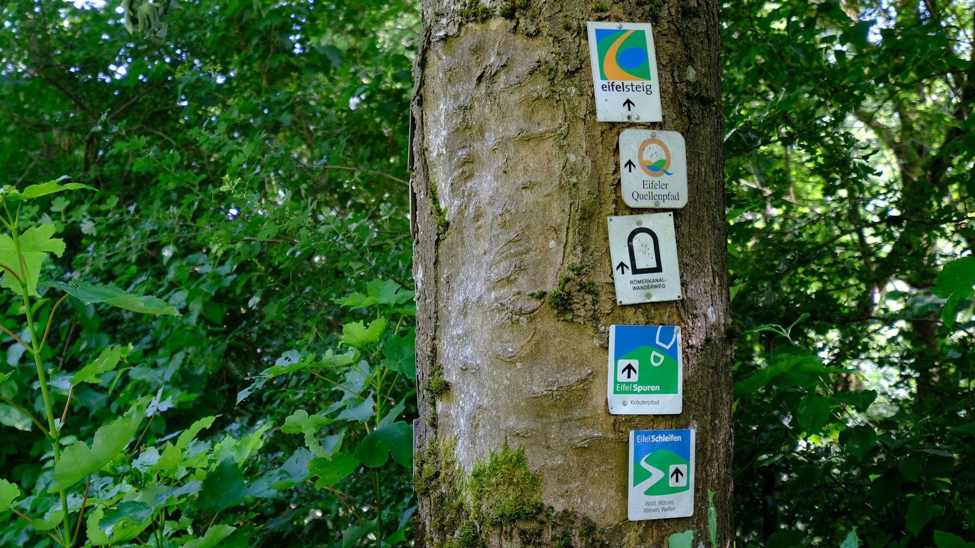 Wanderwegeschilder an einem Baum, in der Mitte eine Markierung des Römerkanal-Wanderwegs.