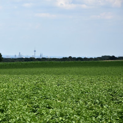 Zu sehe ist ein grünes Feld, im Hintergrund sieht man die Skyline einer Stadt.