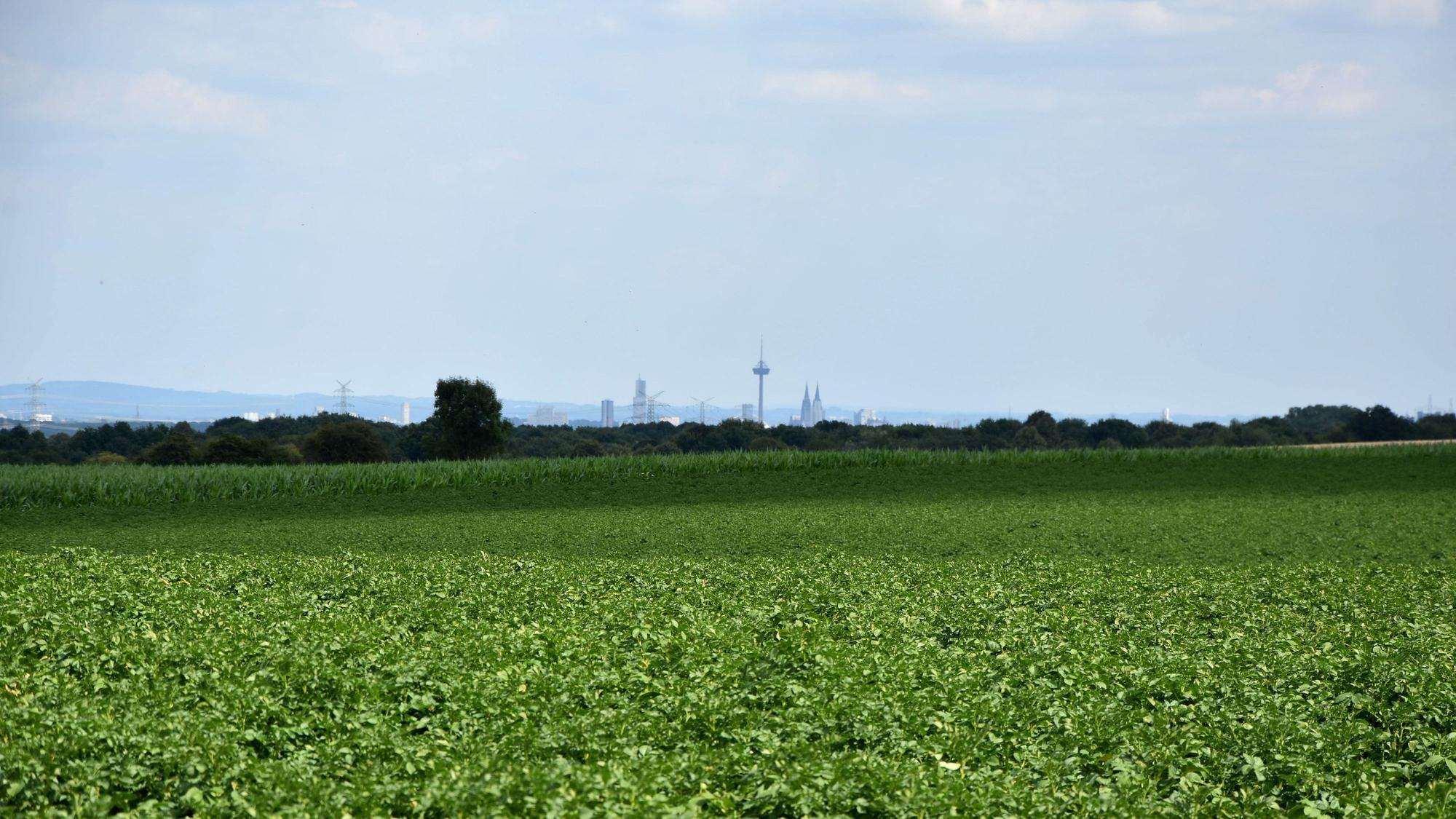 Zu sehe ist ein grünes Feld, im Hintergrund ist die Skyline einer Stadt zu sehen.