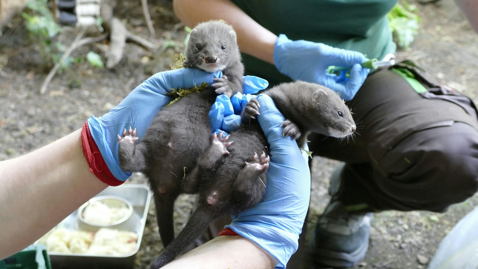 Die Jungtiere werden von Pflegern regelmäßig untersucht.