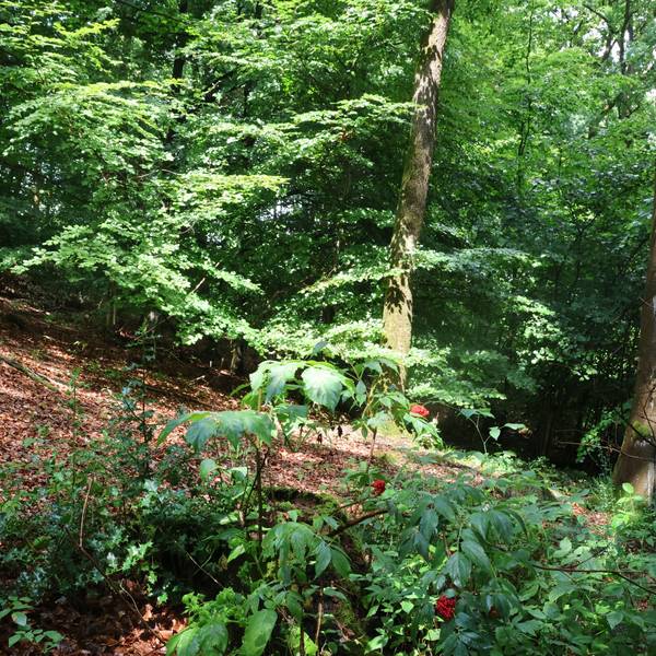 Eine Lichtung in dem geplanten Ruheforst.